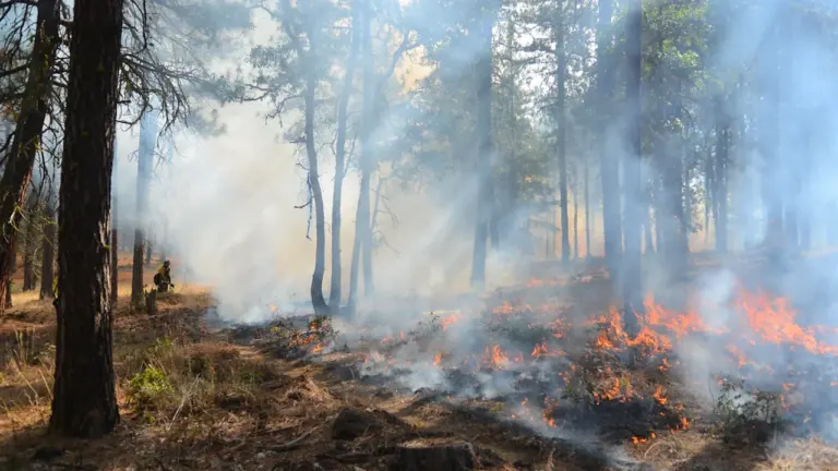 Ein Waldbrand mit Flammen und dichtem Rauch in einem bewaldeten Gebiet.