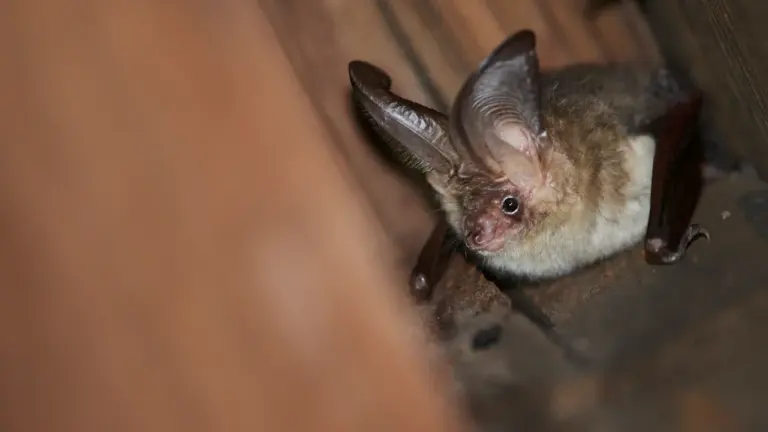 Fledermäuse im August beobachten: Abendspaziergang ohne Störung