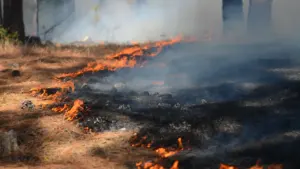 Ein loderndes Bodenfeuer breitet sich im trockenen Unterholz eines Nadelwaldes aus.