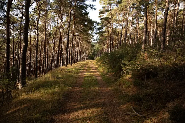 Im Wald den Weg suchen: Was der Traum spiegeln kann