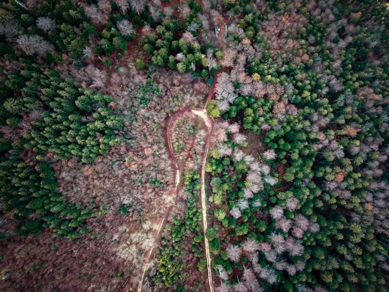 Im Wald den Weg suchen: Was der Traum spiegeln kann