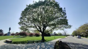 Ein großer Baum im historischen Fort McHenry Park in Baltimore, Maryland, USA.