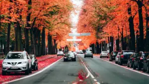 Eine von Bäumen gesäumte deutsche Straße bei Tageslicht während des herbstlichen Saisonwechsels.