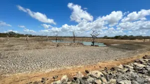 Ein ausgetrockneter See mit Rissen im Boden und einsamen Bäumen unter blauem Himmel.