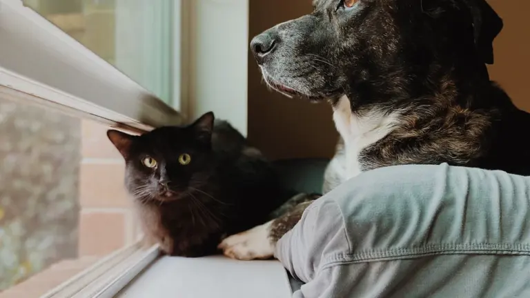 Tiere im Traum: Was Hund, Katze und Vogel bedeuten können