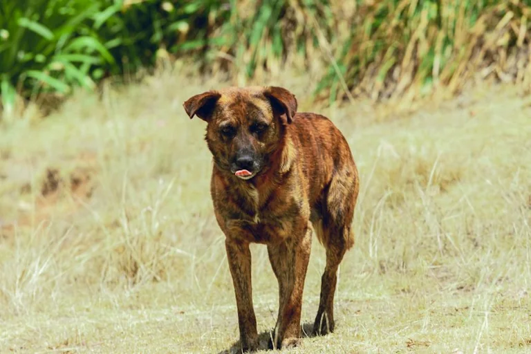 Tiere im Traum: Was Hund, Katze und Vogel bedeuten können