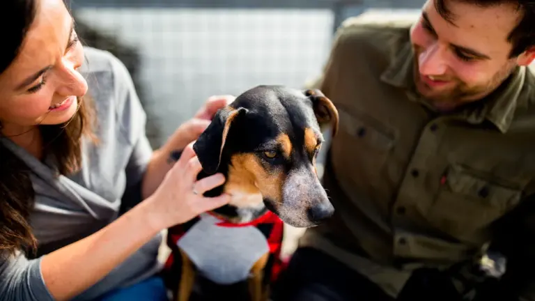 Von einem Hund träumen: Vertrauen, Schutz und Beziehungserfahrungen